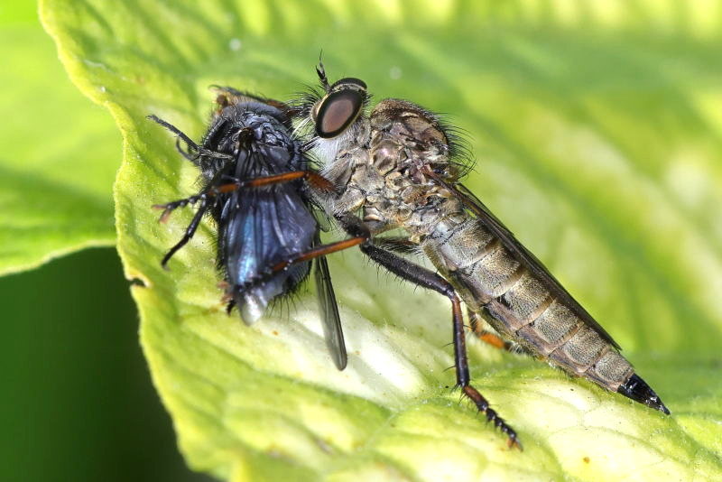 Gewone roofvlieg, Tolmerus atricapillus &female;