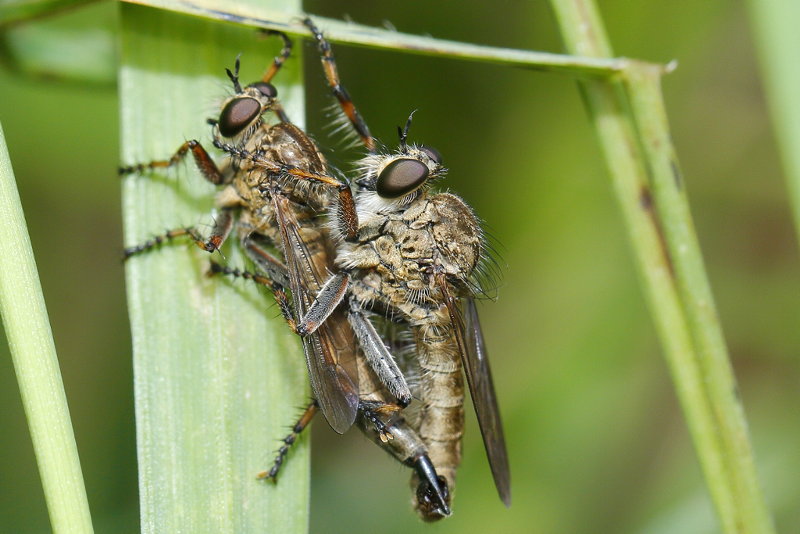 Ringpootroofvlieg, Tolmerus cingulatus
