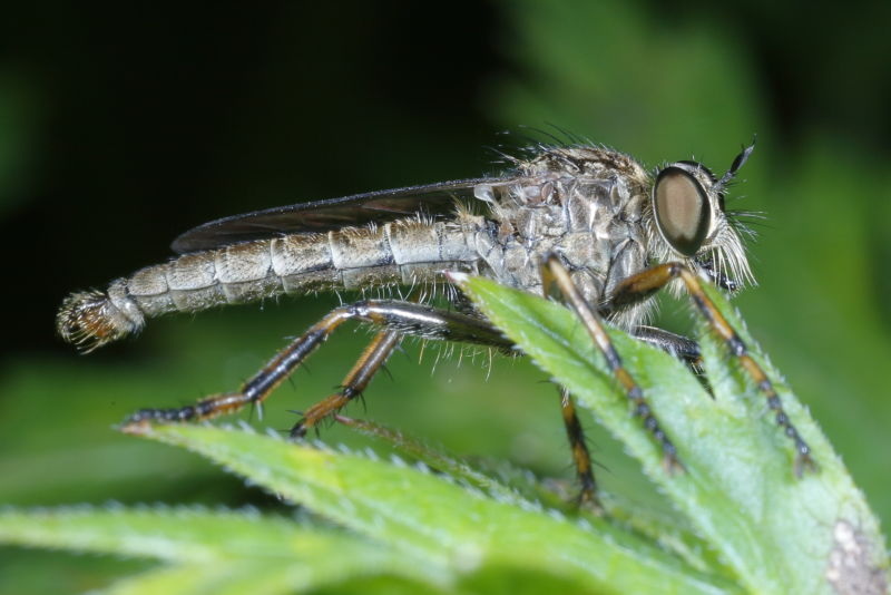 Ringpootroofvlieg, Tolmerus cingulatus &male;