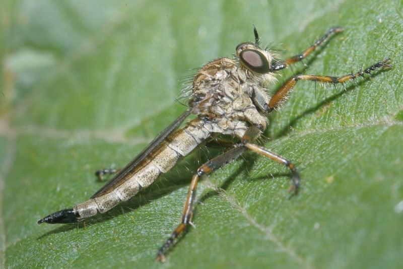 Ringpootroofvlieg, Tolmerus cingulatus &female;