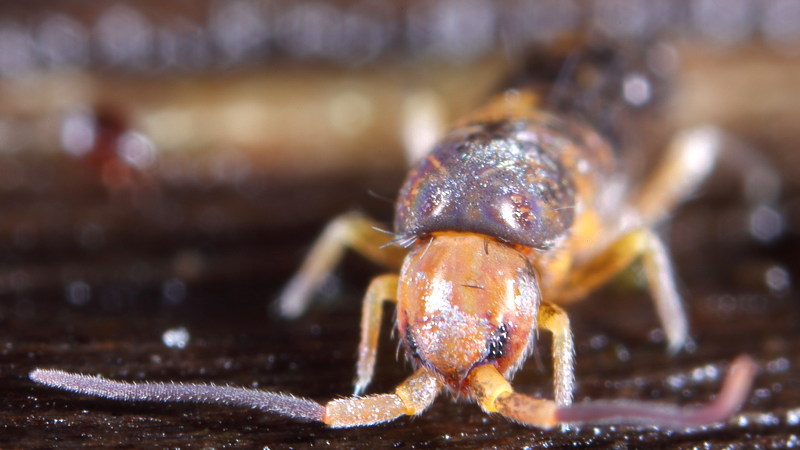 Lepidocyrtus violaceus, vervellen