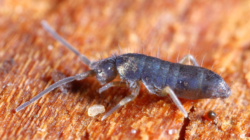Tomocerus minor