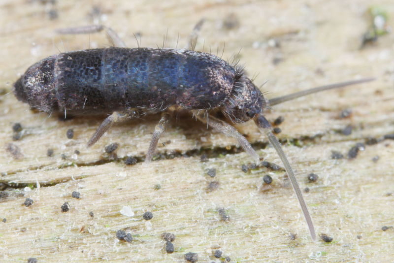 Tomocerus minor