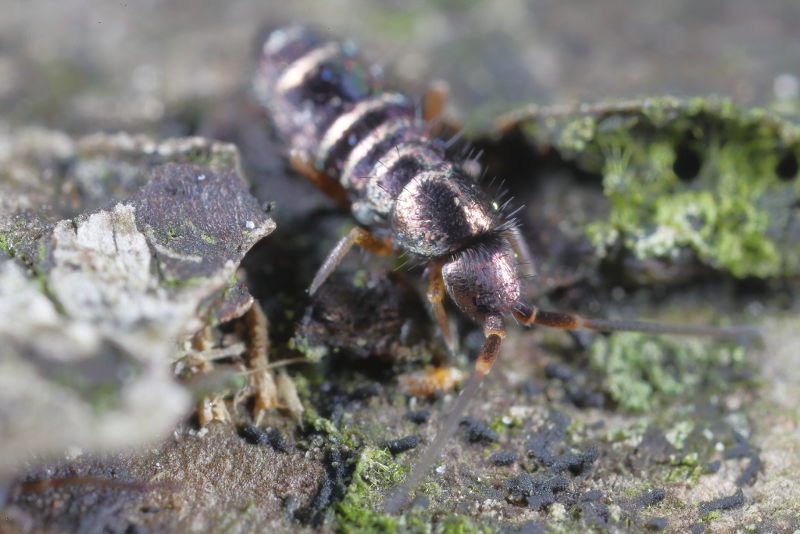 Tomocerus vulgaris