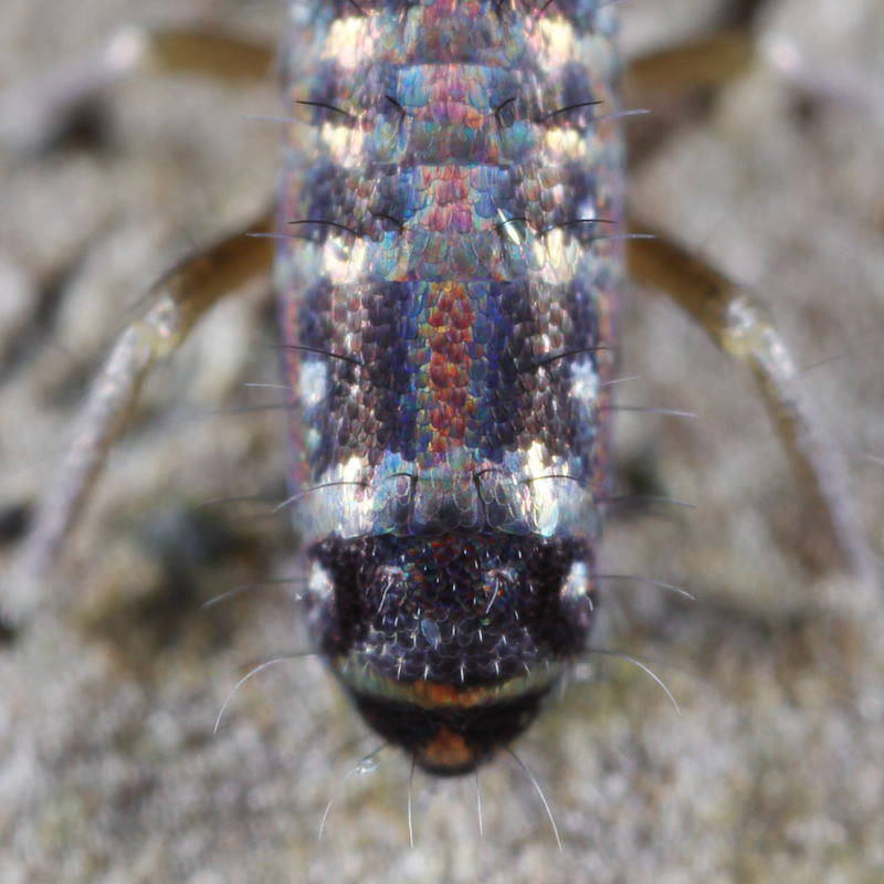 Tomocerus vulgaris