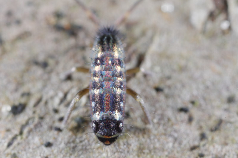 Tomocerus vulgaris, schubben