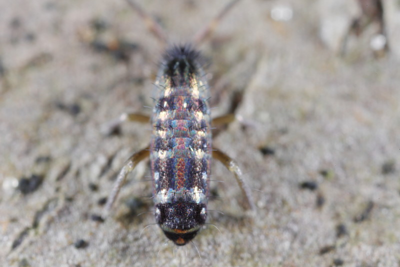 Tomocerus vulgaris, scales