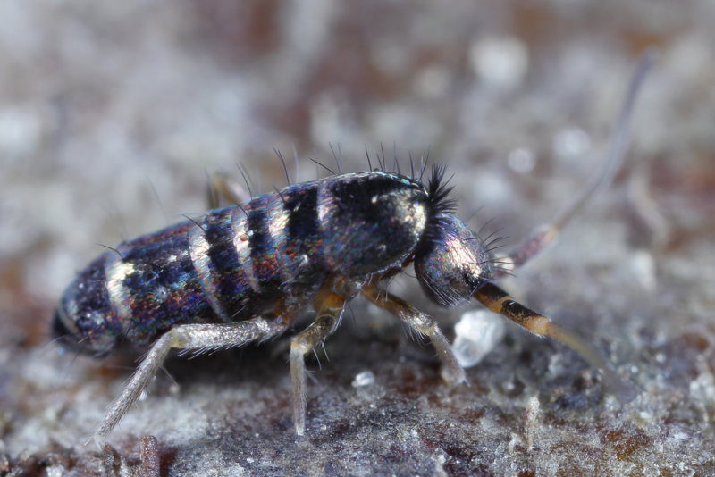 Tomocerus vulgaris