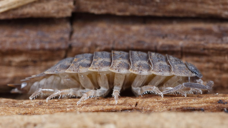 Rathke's Woodlouse, Trachelipus rathkii