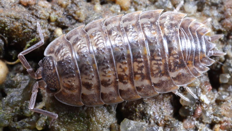 Rathke's Woodlouse, Trachelipus rathkii