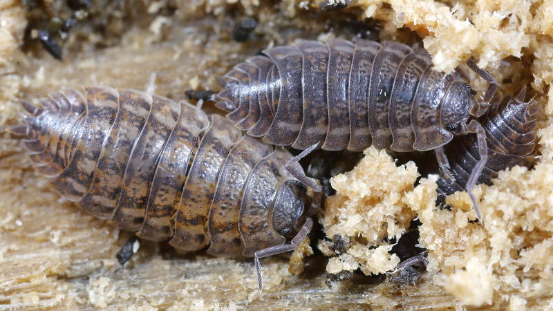 Rathke's Woodlouse, Trachelipus rathkii