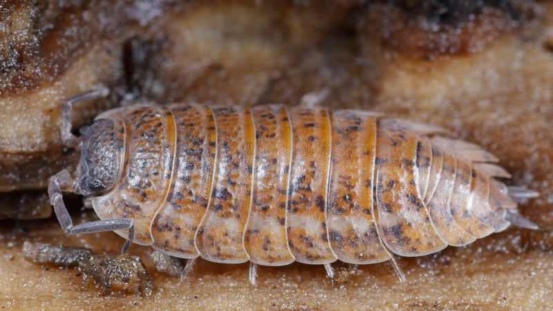 Rathke's Woodlouse, Trachelipus rathkii