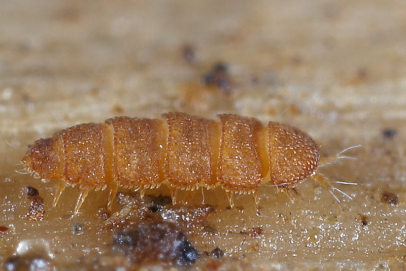 Acopauropus of Trachypauropus