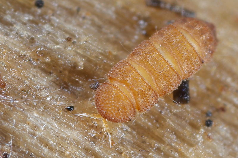 Acopauropus of Trachypauropus