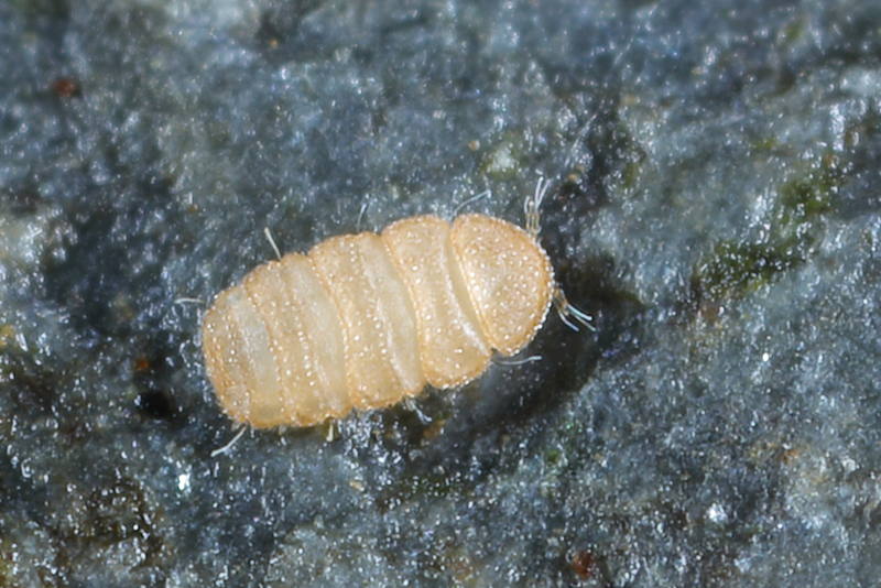 Acopauropus of Trachypauropus