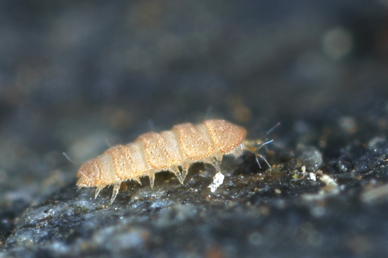 Acopauropus of Trachypauropus