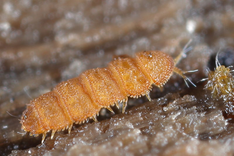 Acopauropus of Trachypauropus