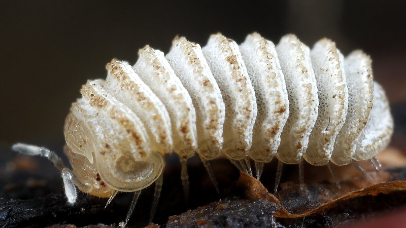 Trachysphaera pyrenaica