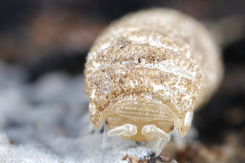 Trachysphaera pyrenaica