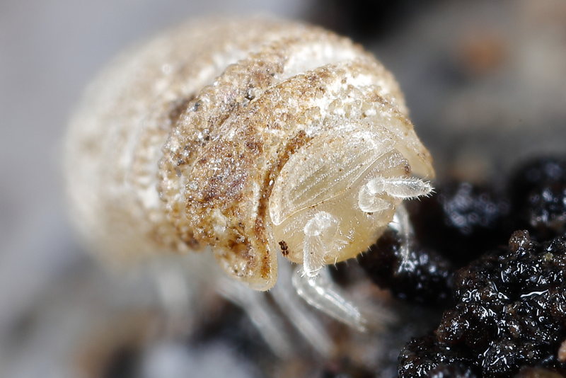 Trachysphaera pyrenaica