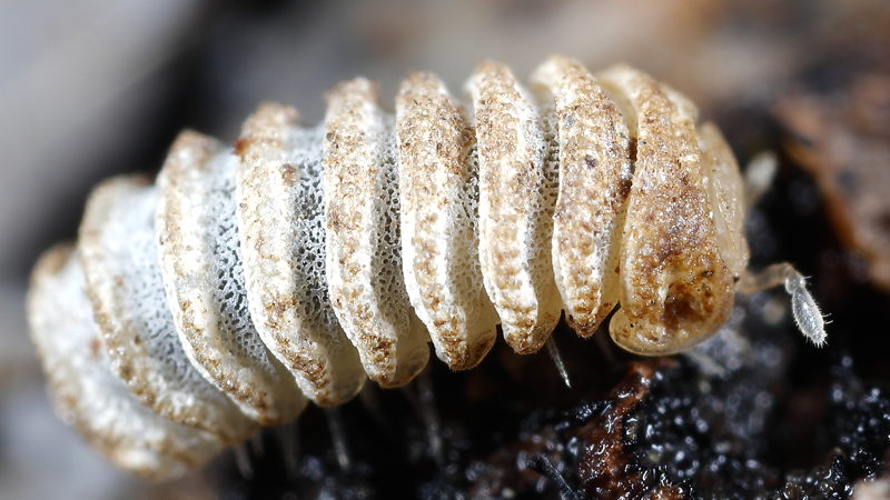 Trachysphaera pyrenaica