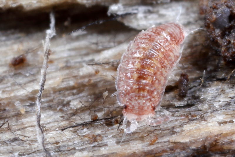Rough Pygmy Woodlouse, Trichoniscoides albidus
