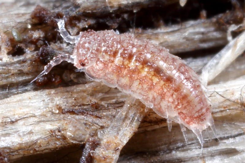 Rough Pygmy Woodlouse, Trichoniscoides albidus