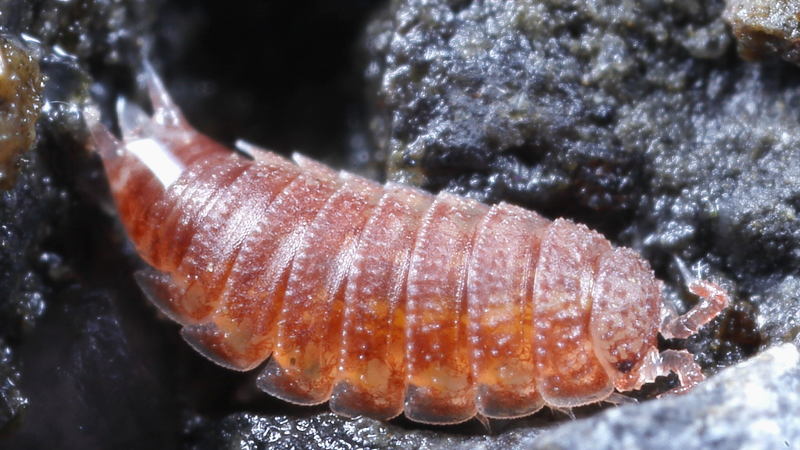 Rough Pygmy Woodlouse, Trichoniscoides albidus