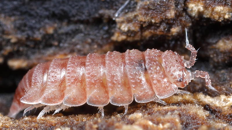 Rough Pygmy Woodlouse, Trichoniscoides albidus