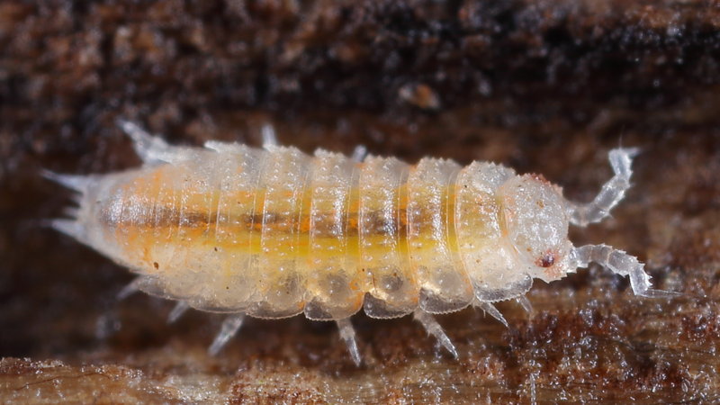 Sars' Red-eye, Trichoniscoides sarsi