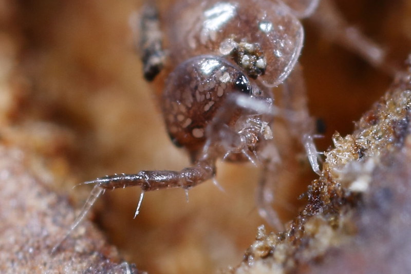 Common Pygmy Woodlouse, Trichoniscus pusillus/provisorius