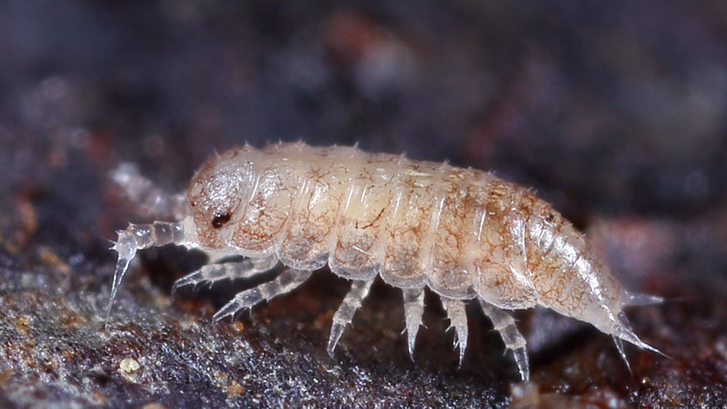 Common Pygmy Woodlouse, manca phase