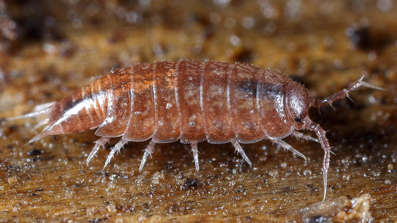 Common Pygmy Woodlouse, Trichoniscus pusillus/provisorius