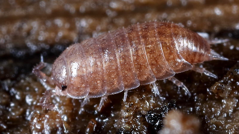 Common Pygmy Woodlouse, Trichoniscus pusillus/provisorius