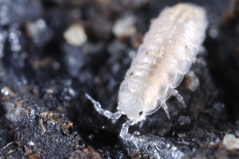 Least Pygmy Woodlouse, Trichoniscus pygmaeus