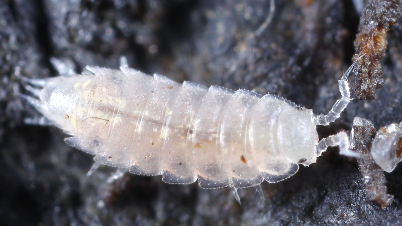 Least Pygmy Woodlouse, Trichoniscus pygmaeus