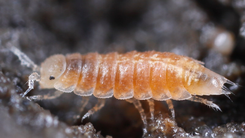 Least Pygmy Woodlouse, Trichoniscus pygmaeus