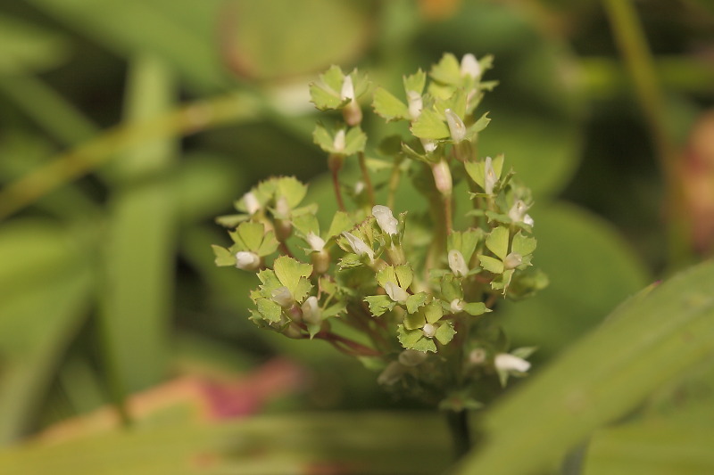 Witte klaver, Trifolium repens afwijkend