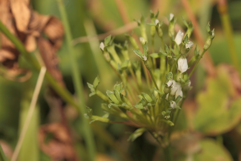 Witte klaver, Trifolium repens afwijkend