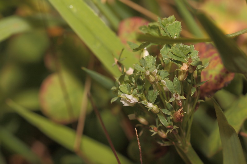 Witte klaver, Trifolium repens afwijkend