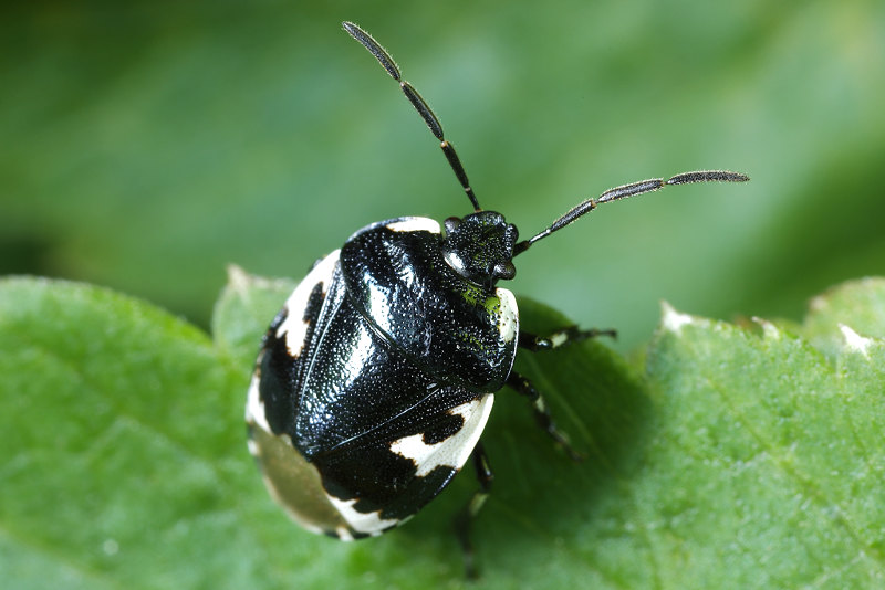 Dovenetelgraafwants, Tritomegas bicolor