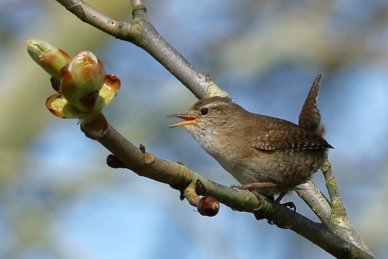 Winterkoning, Troglodytes troglodytes
