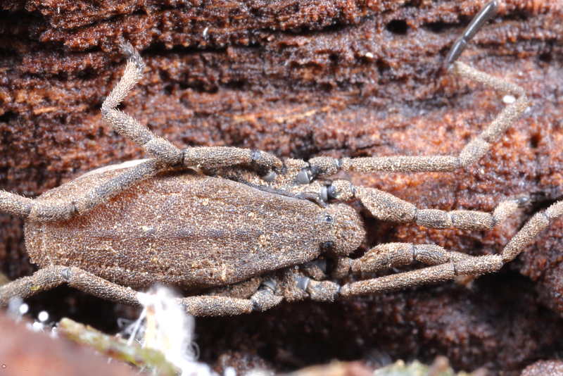 Trogulus closanicus