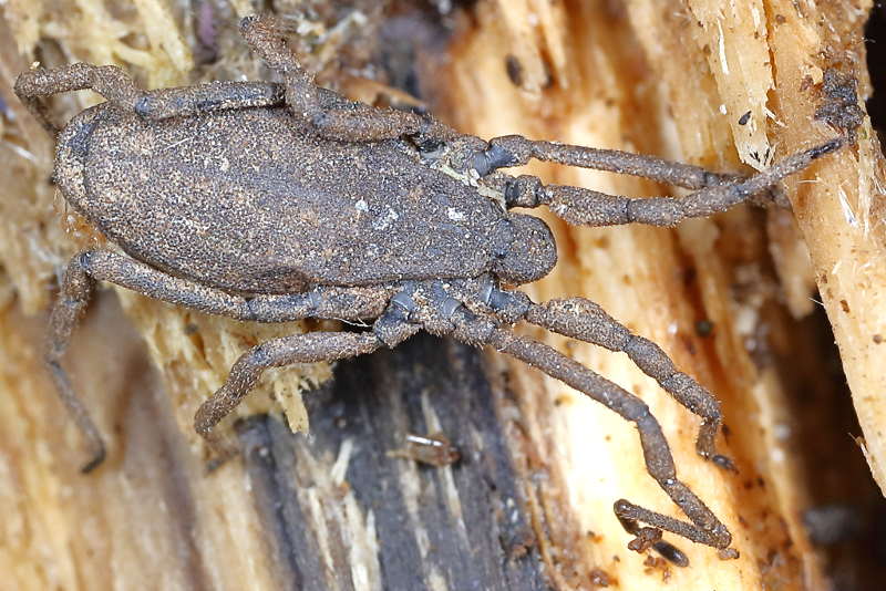Trogulus closanicus