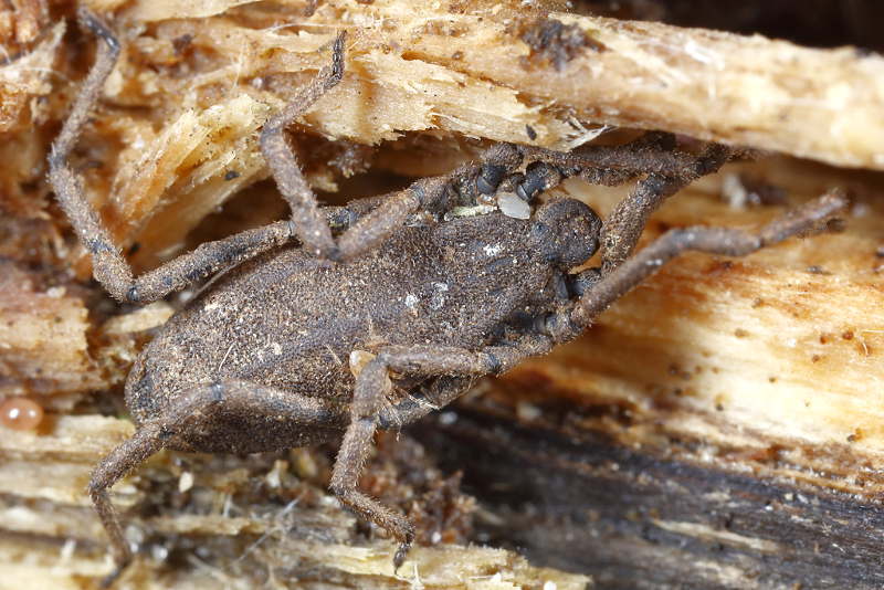 Trogulus closanicus