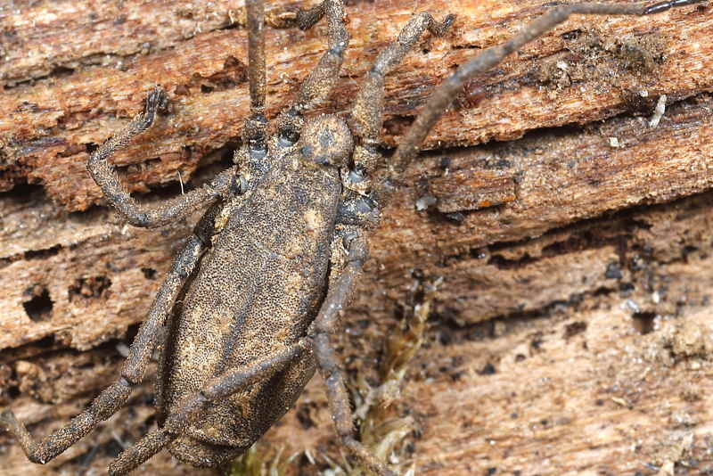 Trogulus closanicus