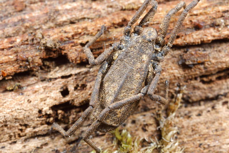 Trogulus closanicus
