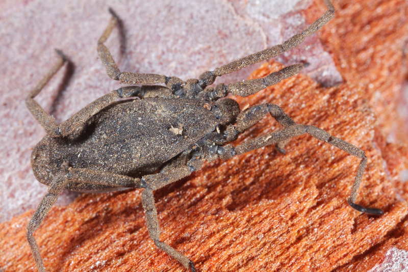 Trogulus spec.