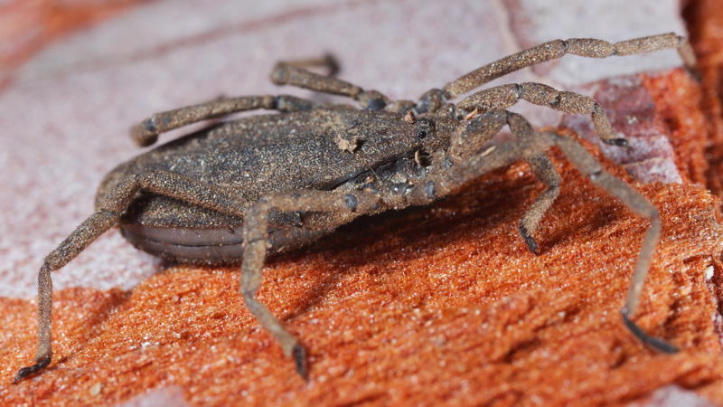 Trogulus spec.