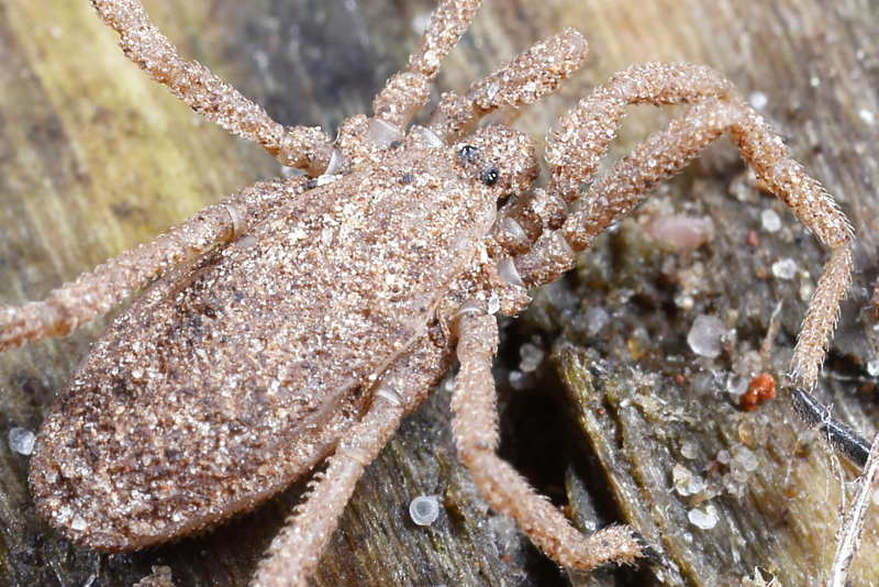 Trogulus tricarinatus